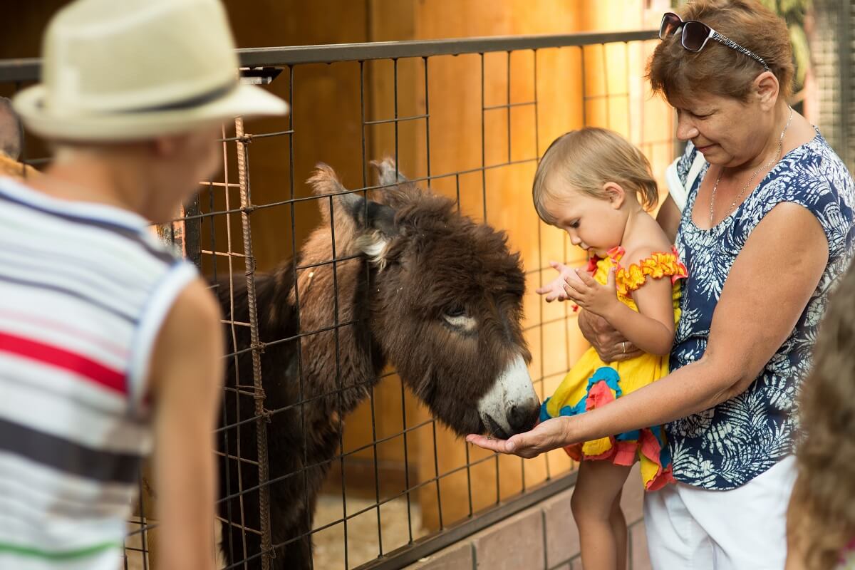 Großmutter und Enkeln füttern einen Esel im Zoo
