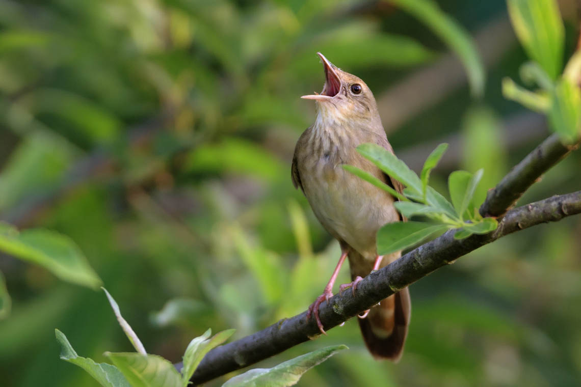 Vogel singt auf einem Ast