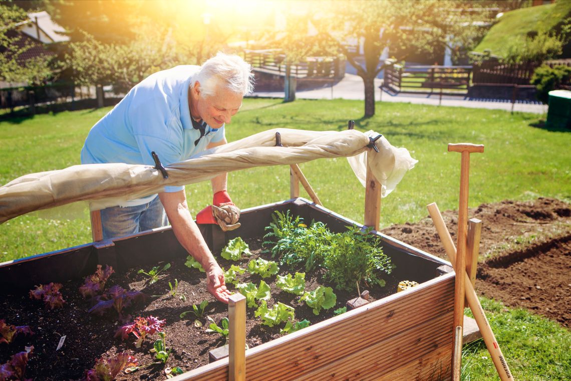Hochbeete eignen sich ideal für einen barrierefreien Garten © Patrizia Tilly | stock.adobe.com Mann bepflanzt Hochbeet im barrierefreien Garten