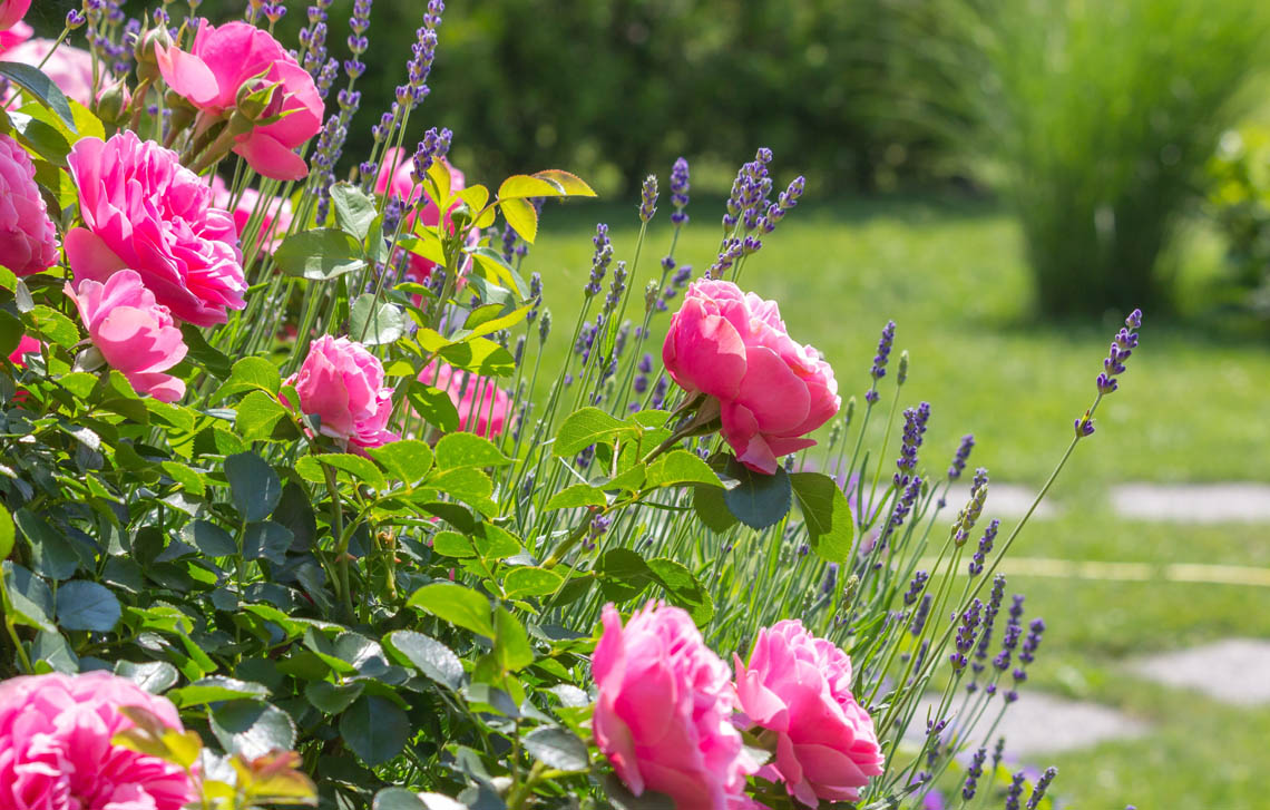 Frühjahr im Garten - Das fröhliche Frühlingserwachen