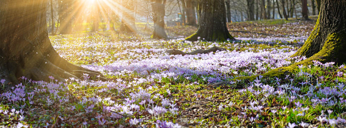 © © Thaut Images | stock.adobe.com Wiese mit Krokussen im Frühling