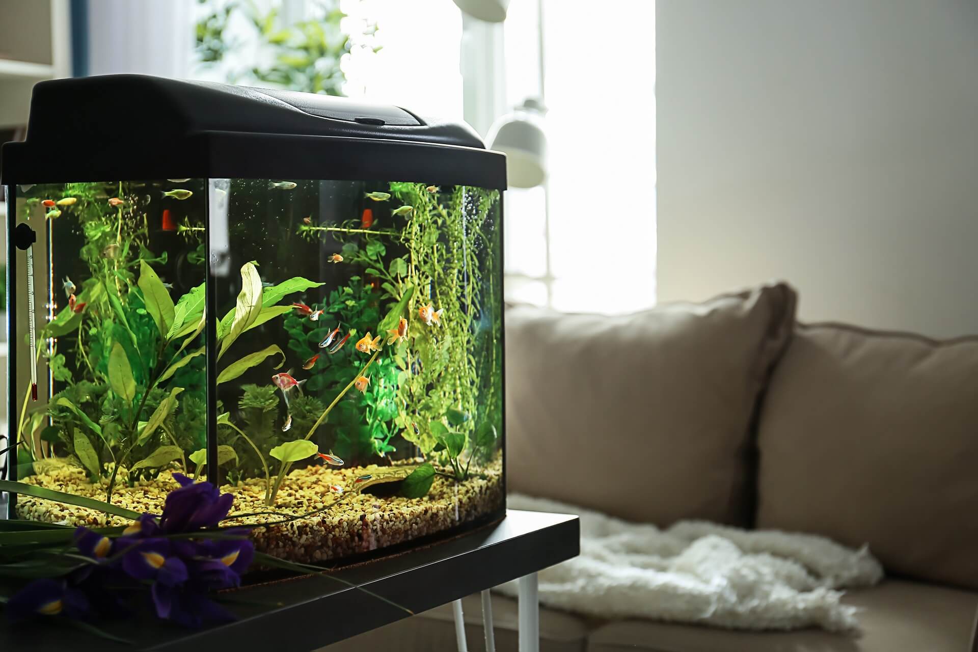 Ein Aquarium mit bunten Fischen steht in einem Wohnzimmer