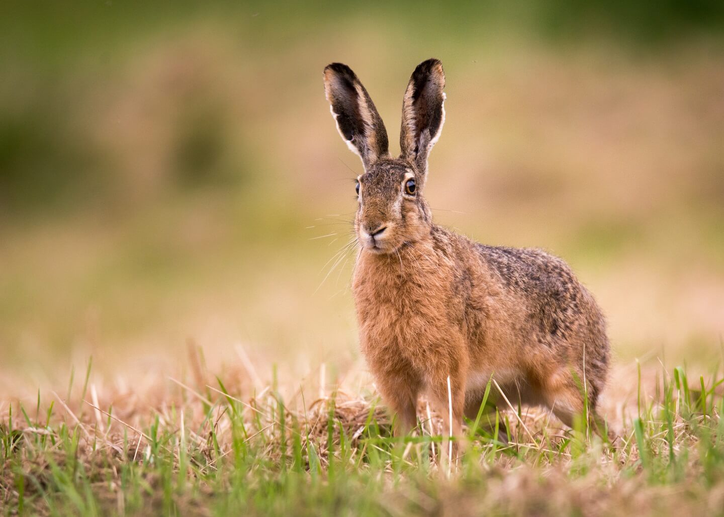 Nahaufnahme von einem Hasen im Gras