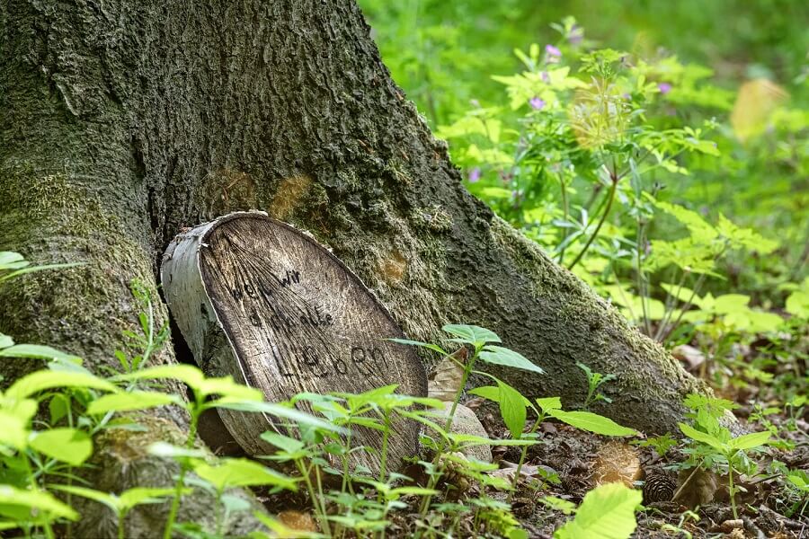 Moderne Bestattungsformen: Holzscheibe statt Grabstein an einem Baum