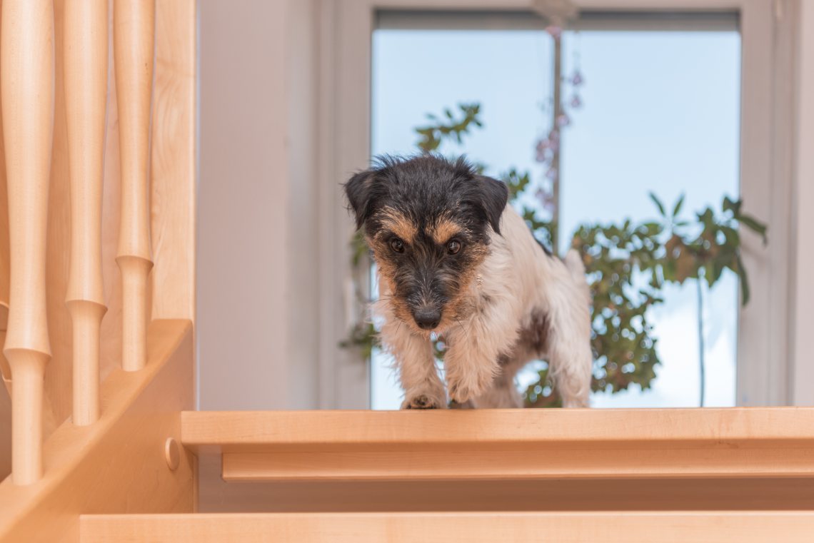 Älterer Hund schaut die Treppe herunter