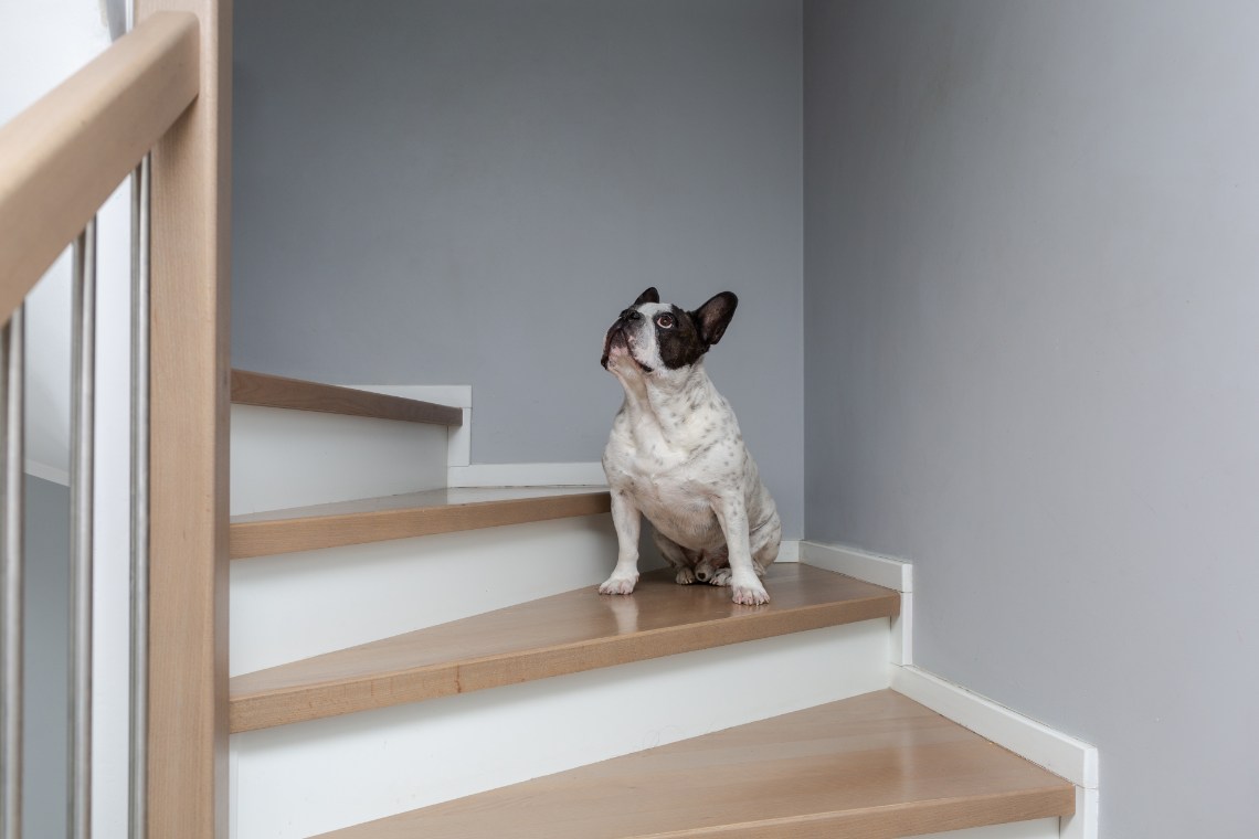 Französische Bulldogge sitzt auf der Treppe