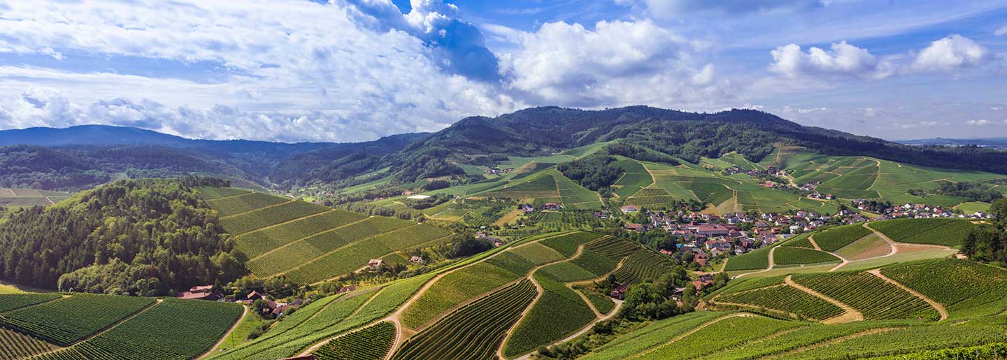 Treppenlift-Beratung für ganz Baden-Württemberg Panoramablick mit Weinbergen und Wald in Baden-Württemberg