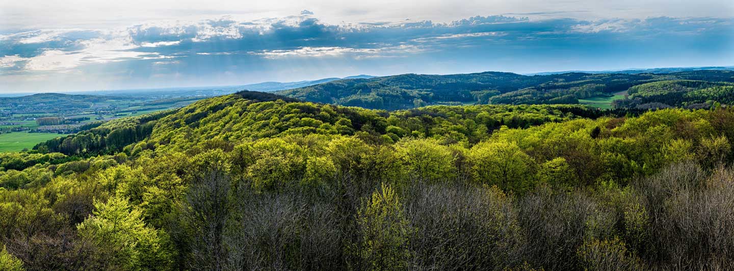 Waldlandschaft bei Dissen