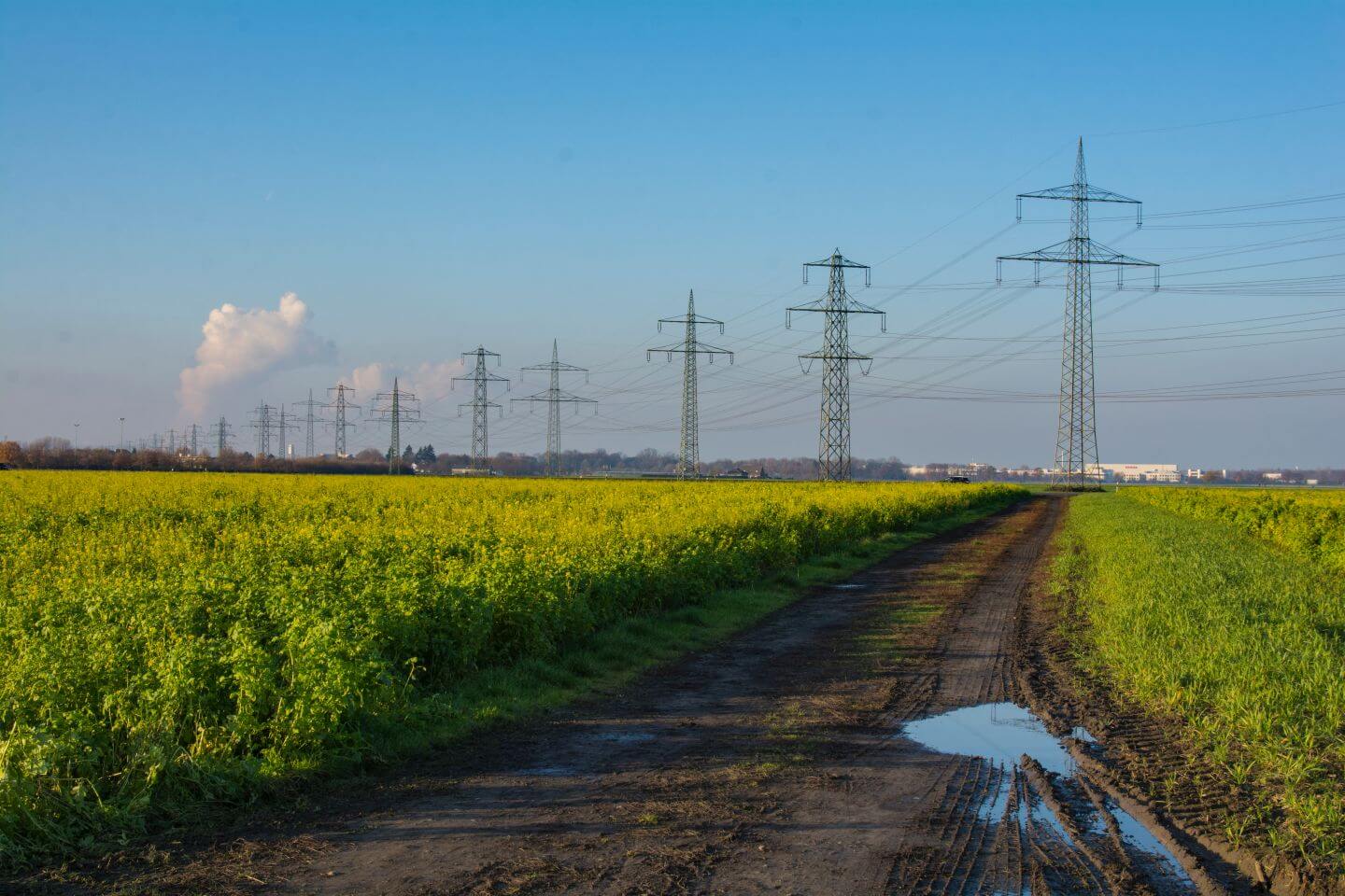 Landschaft mit Rapsfeld bei Hürth