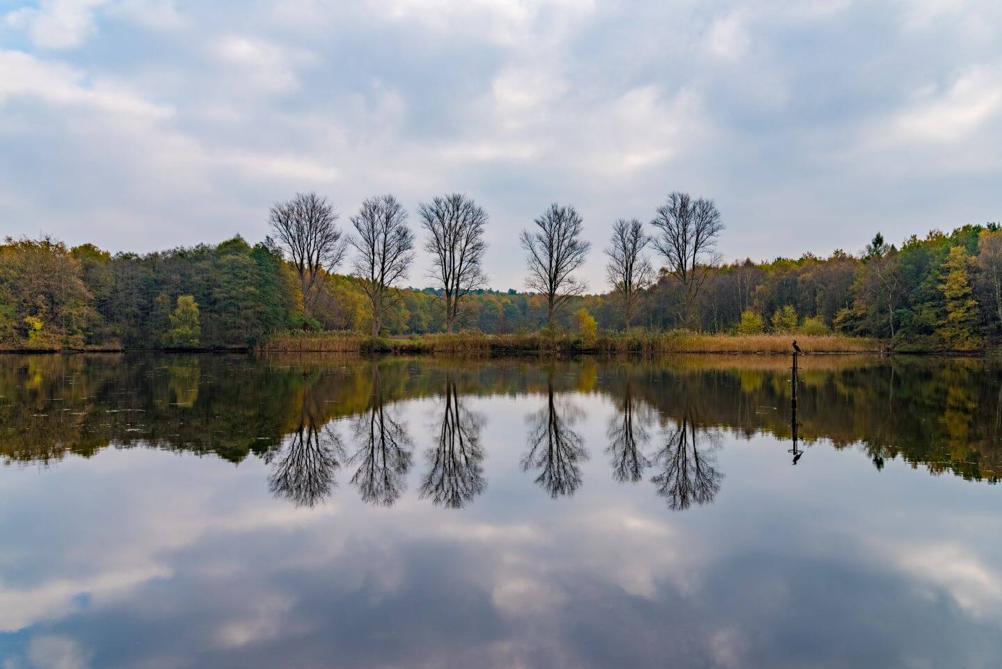 Naturschutzgebiet Gagelbestand bei Lohmar