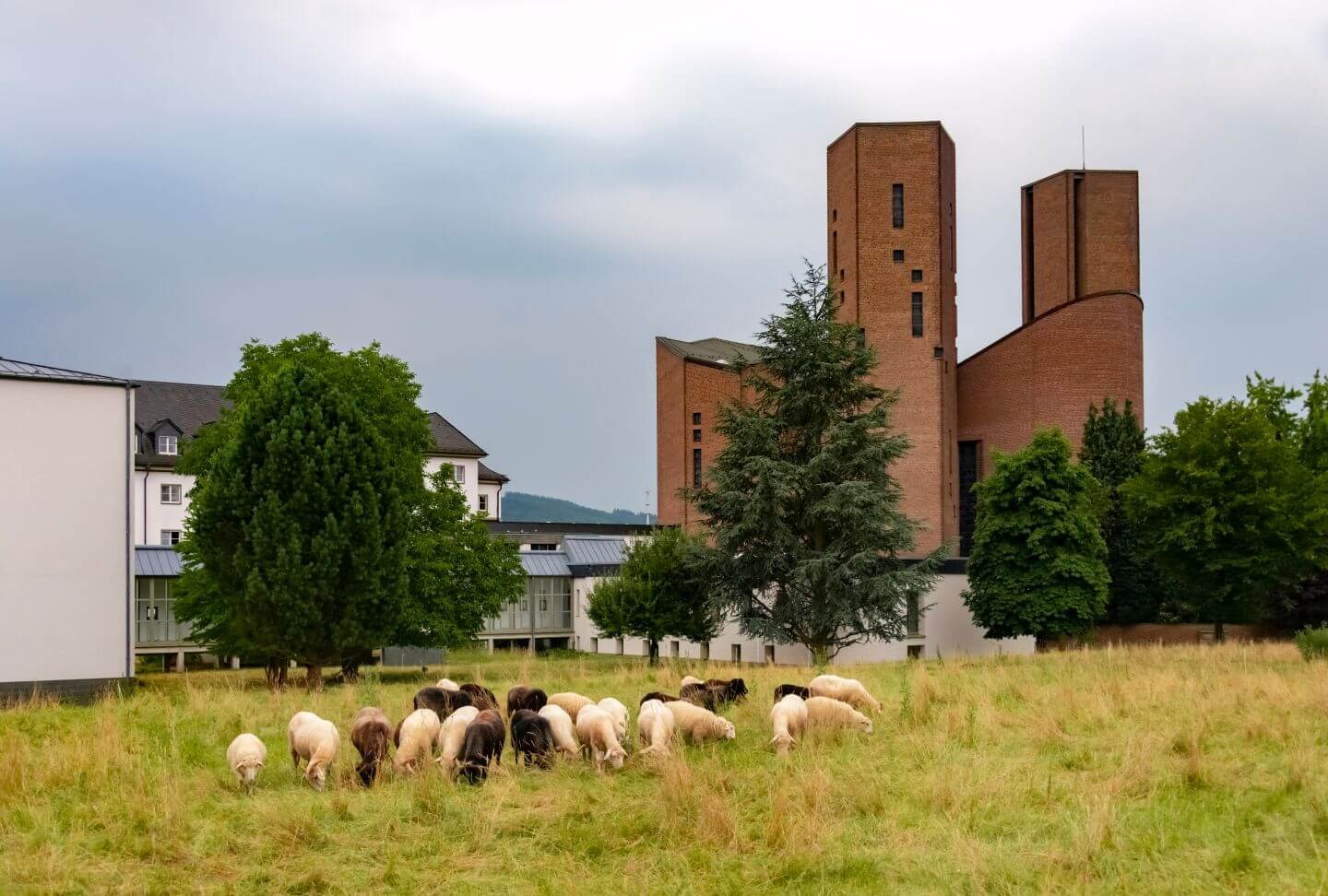 Blick auf die Abtei Königsmünster mit einer Schafsherde in Meschede