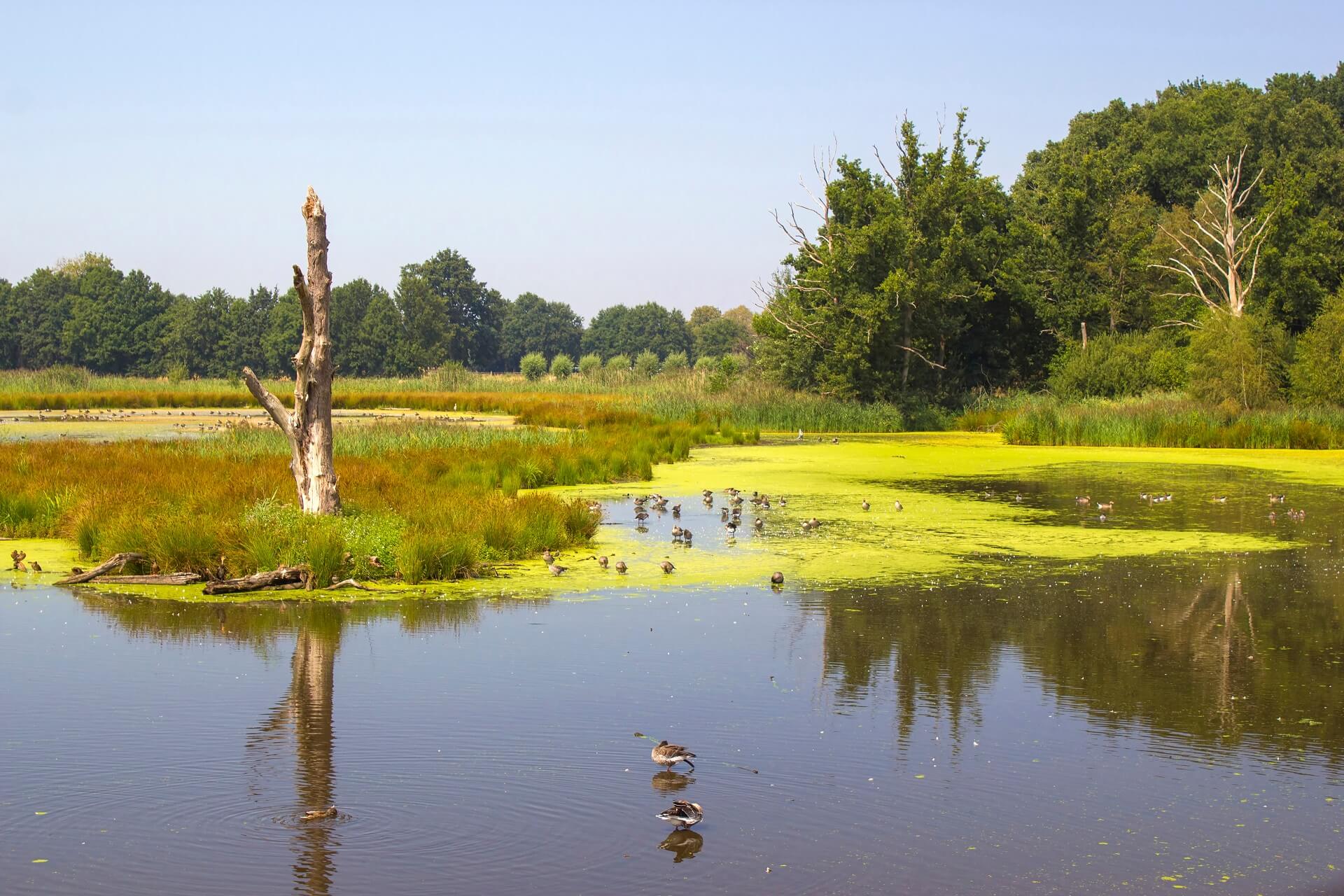 See mit Enten in der Nähe von Nettetal