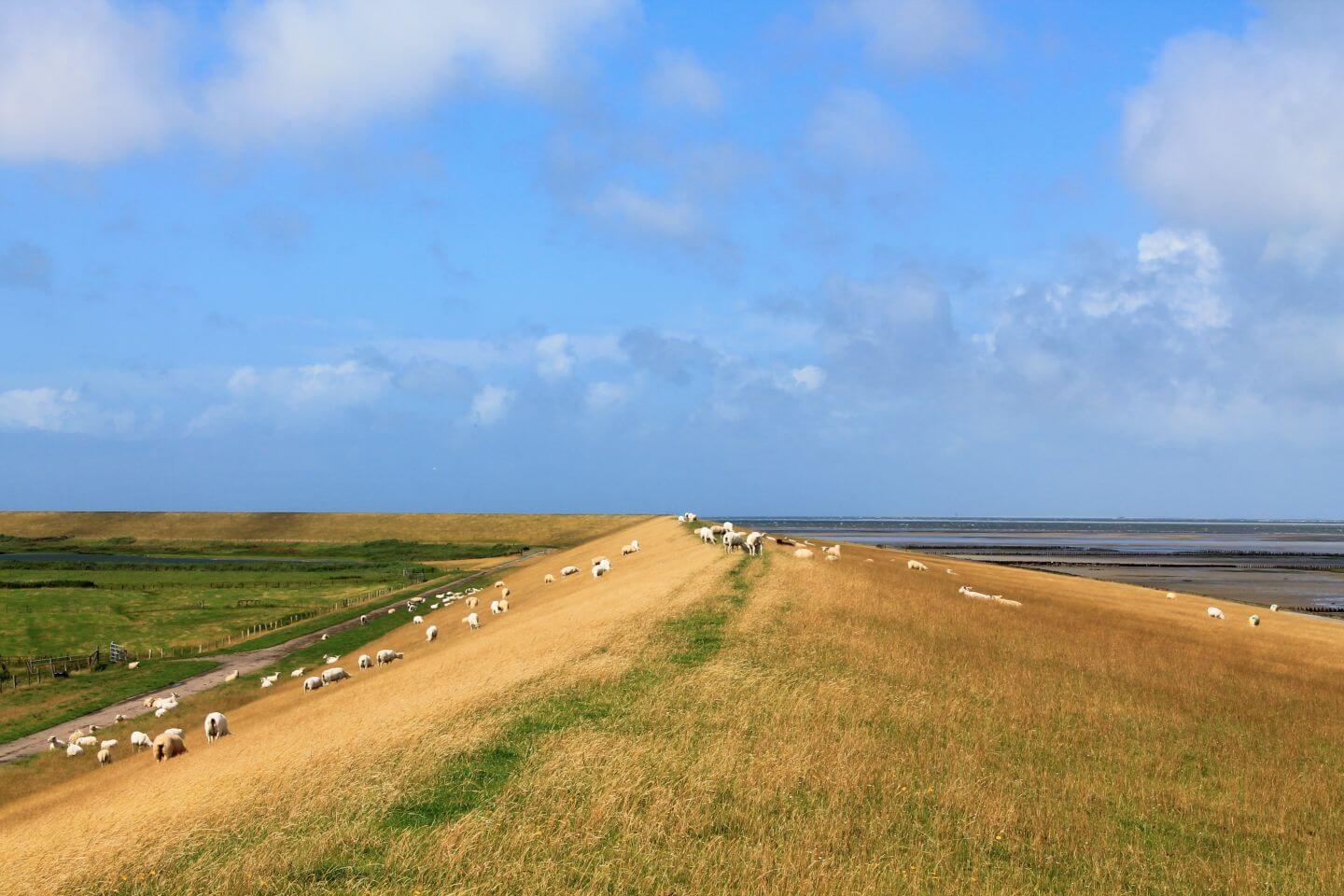 Nordseeküstenradweg zwischen Niebüll und Husum