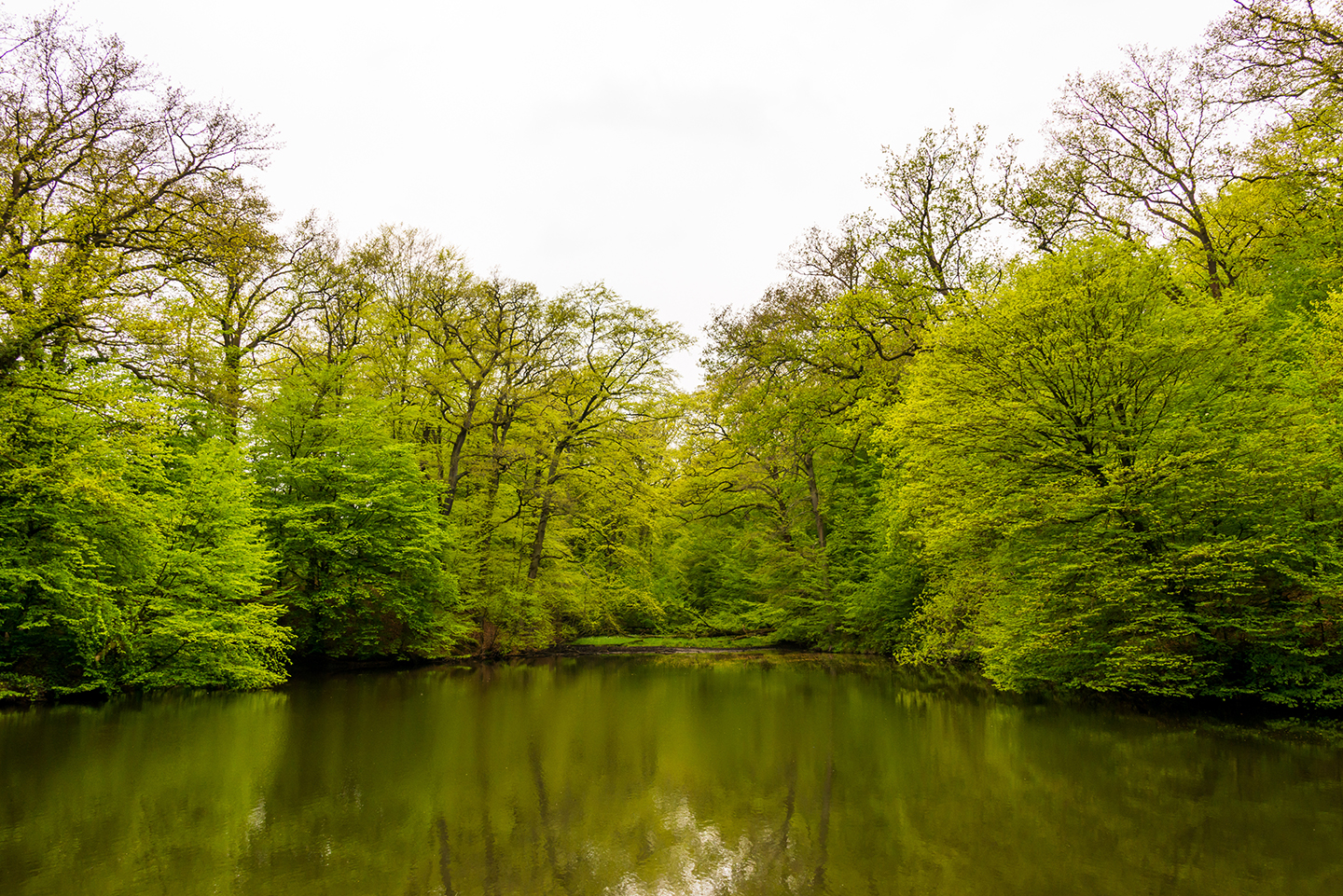 Wald mit Gewässer bei Overath