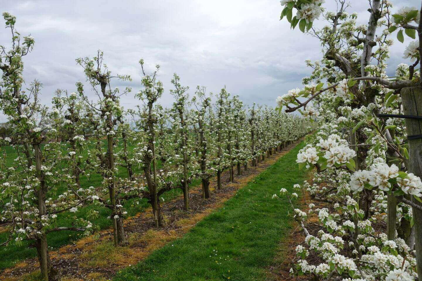 Obstplantagen bei Tönisvorst