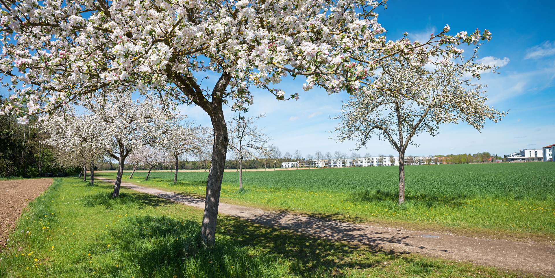 Blühende Äpfelbäume in Vaterstetten