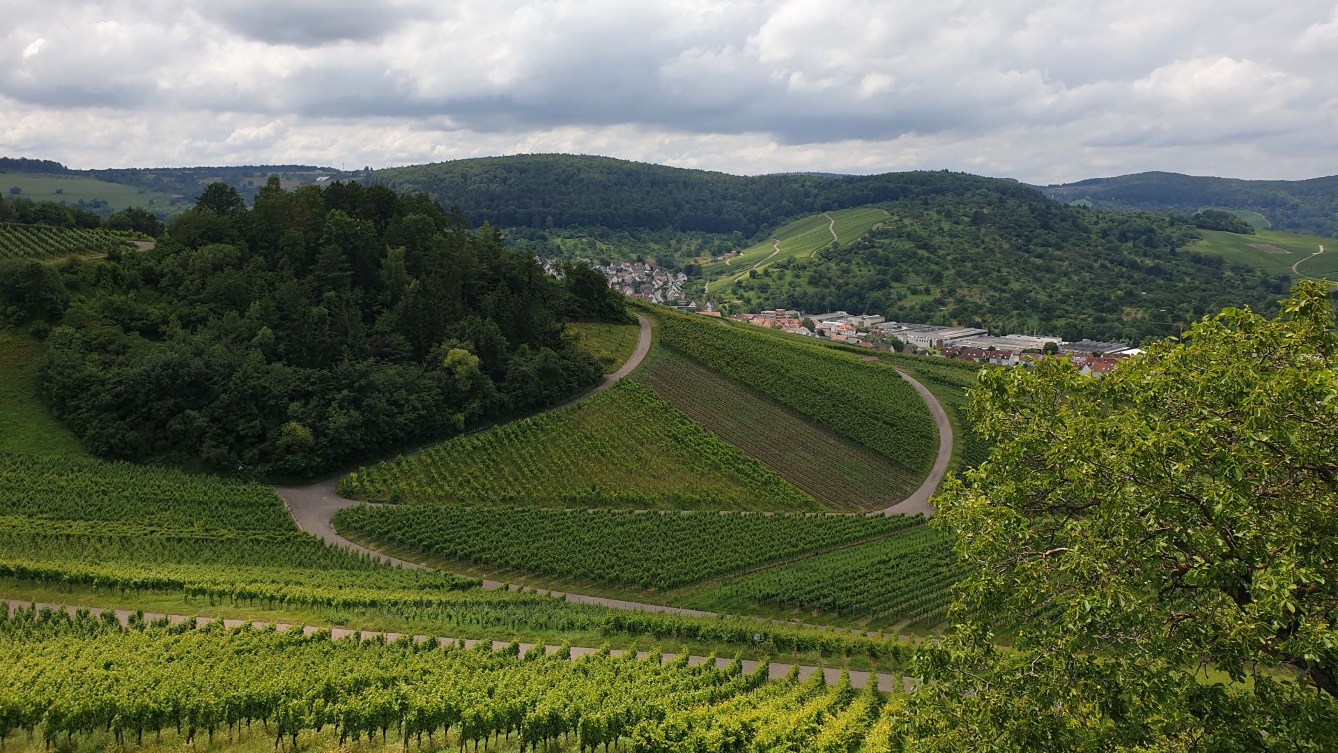 Blick auf die Weinberge nahe Weinstadt-Endersbach